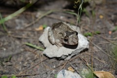 Scinax acuminatus