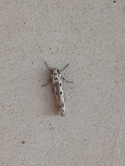 Ethmia terminella