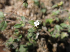 Nelsonia canescens