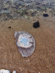 Rhopilema hispidum