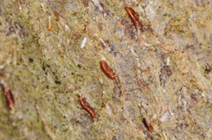 Lepidosaphes