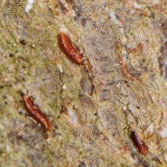 Lepidosaphes