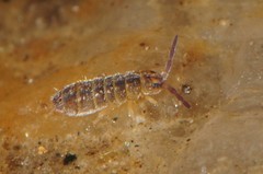 Hydroisotoma schaefferi