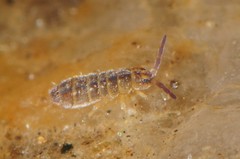 Hydroisotoma schaefferi