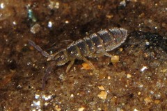 Hydroisotoma schaefferi