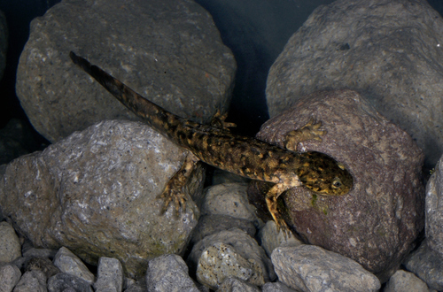 Mountain Stream Salamander