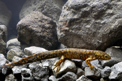 Mountain Stream Salamander