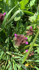 Lamium purpureum