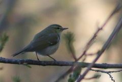 Phylloscopus nitidus