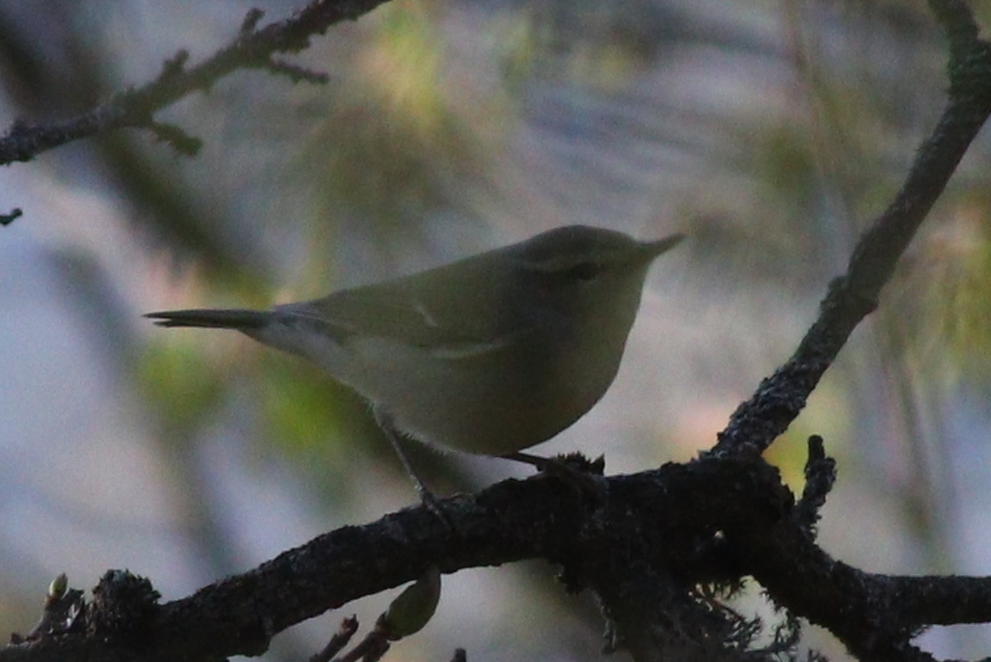 Green Warbler