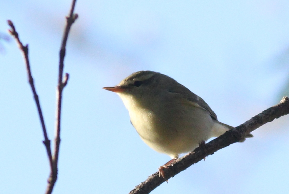 Green Warbler