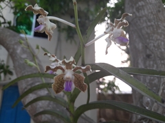 Vanda tessellata