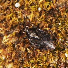 Saldula saltatoria
