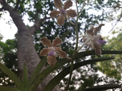 Vanda tessellata