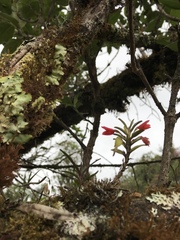 Fernandezia sanguinea