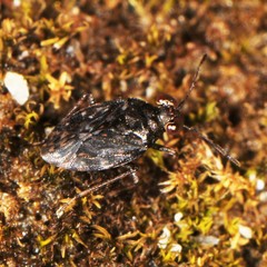 Saldula saltatoria