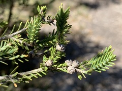 Melaleuca halmaturorum