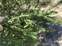 Melaleuca halmaturorum
