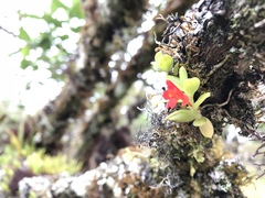 Fernandezia sanguinea