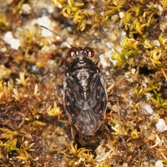 Saldula saltatoria
