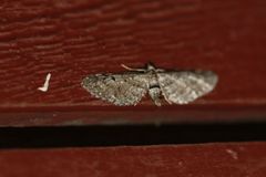 Eupithecia annulata