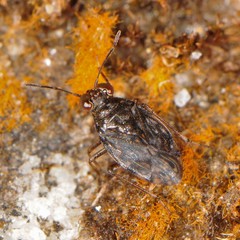 Saldula saltatoria