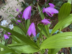 Bletilla