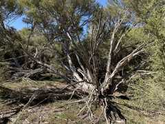 Melaleuca halmaturorum