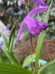 Bletilla