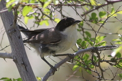 Curruca crassirostris