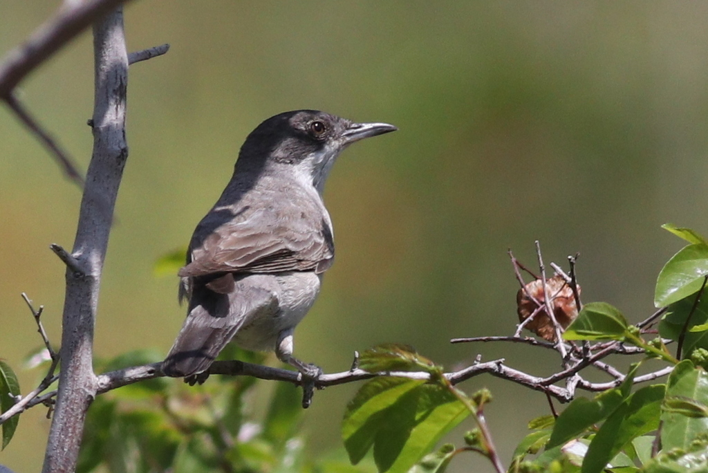 Eastern Orphean Warbler