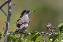 Curruca crassirostris