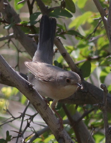 Ménétries's Warbler, photo 4 of 10
