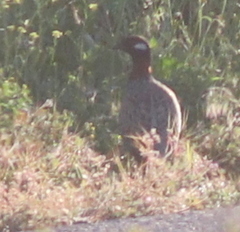 Francolinus francolinus