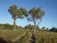 Acacia cambagei