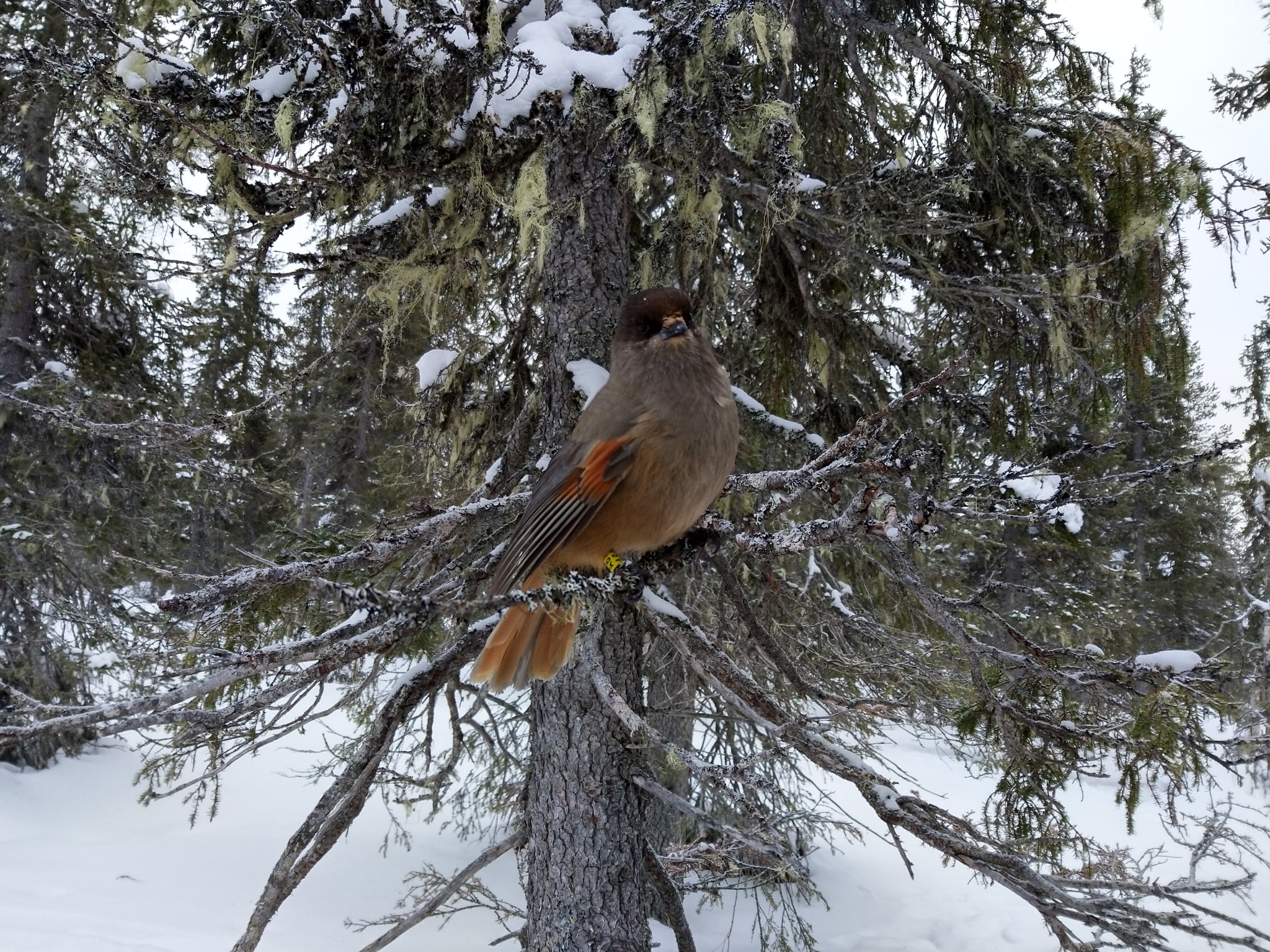 Siberian Jay