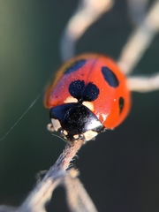 Coccinella septempunctata