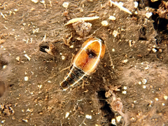 Tachyporus solutus