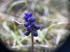 Muscari neglectum