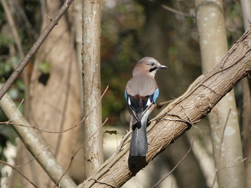 Arrendajo euroasiático (Garrulus glandarius)