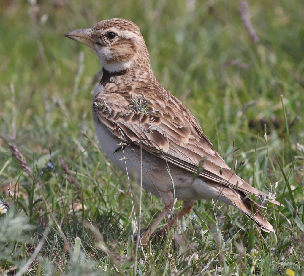 Bimaculated Lark photo