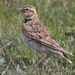 Bimaculated Lark - Photo (c) Jan Ebr, some rights reserved (CC BY), uploaded by Jan Ebr