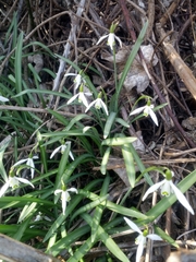 Galanthus nivalis