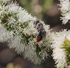Leioproctus muelleri