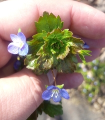 Veronica persica