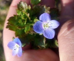 Veronica persica