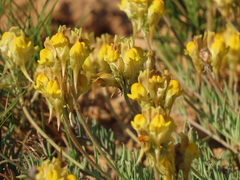 Linaria supina