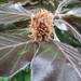 Fagus sylvatica purpurea - Photo AnRo0002, sin restricciones conocidas de derechos (dominio público)