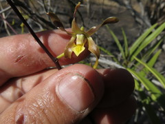 Dendrobium trilamellatum