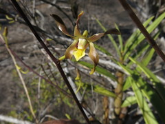 Dendrobium trilamellatum